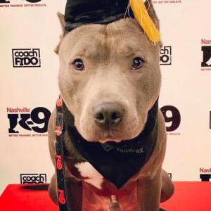 Lost Dog Lucci