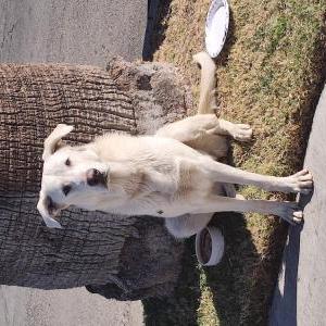 Found Dog Unknown