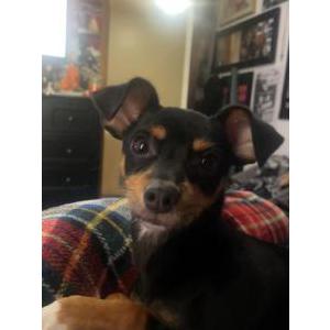 Lost Dog Benny
