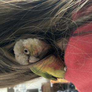 Image of Found small Canure P, Found Bird