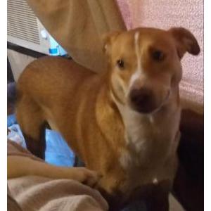 Image of Marko, Lost Dog