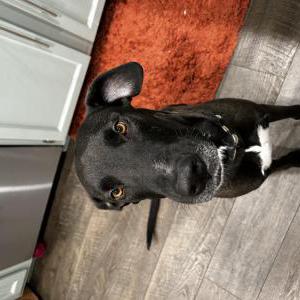 Lost Dog Willow