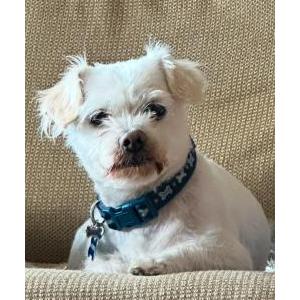 Lost Dog Palomo