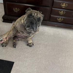 Image of Aggie, Lost Dog