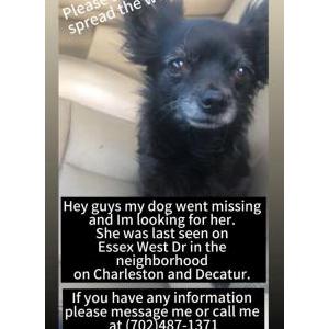 Lost Dog Midnight