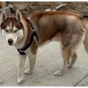 Lost Dog ICE
