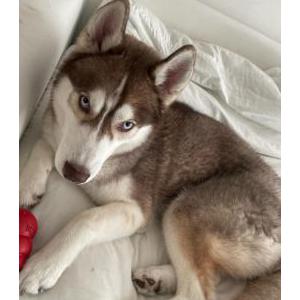 2nd Image of ICE, Lost Dog
