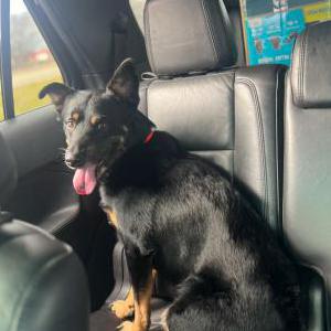 Lost Dog Hoagie