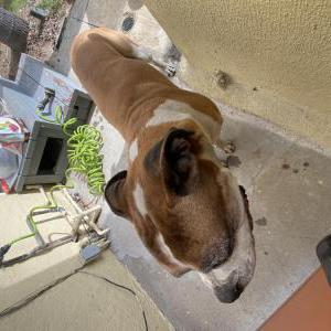 Found Dog Unknown