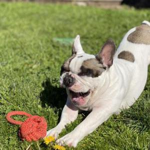 Lost Dog Kodak