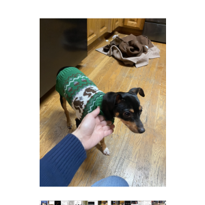 Lost Dog Benny