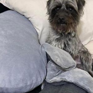 Lost Dog Tito