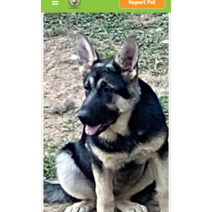 Image of Mira, Lost Dog