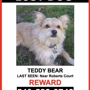 Lost Dog Teddy Bear