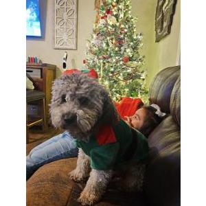 Lost Dog Rex