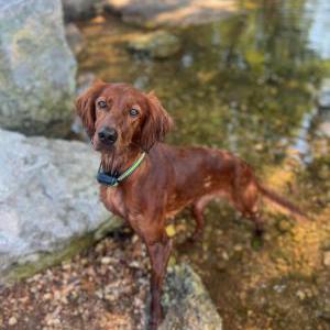 Image of Reba, Lost Dog