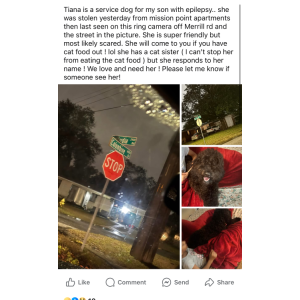 Lost Dog Tiana