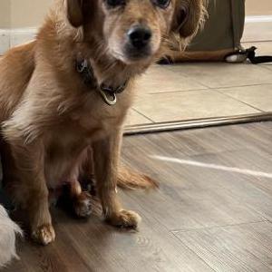 Lost Dog Charlie