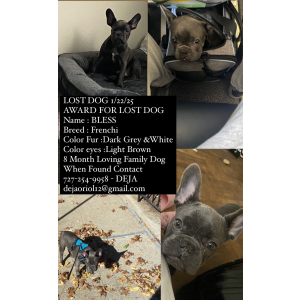 Lost Dog Bless