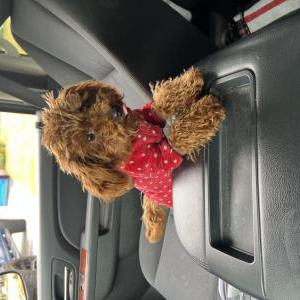 Lost Dog Rosie