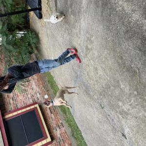 Lost Dog King