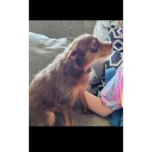 Lost Dog MoMo