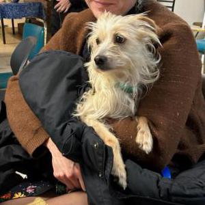 Found Dog Teddy