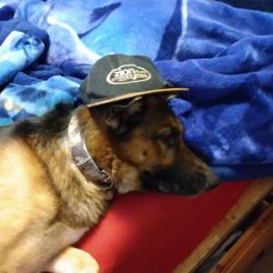 Image of Wasabi, Lost Dog