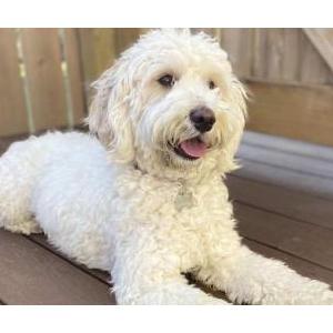 Found Dog Unknown