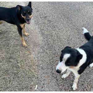 Found Dog Unknown