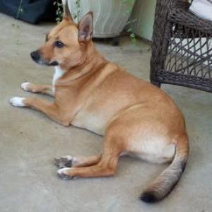 Lost Dog Molly