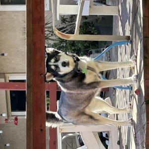 Lost Dog Oscar