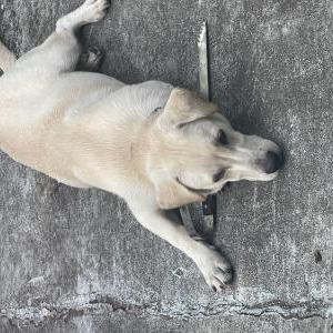 Lost Dog Tink