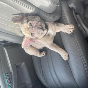 Lost Dog Bagz