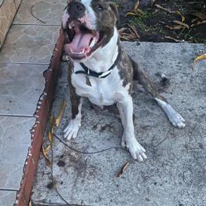 Lost Dog Smokey