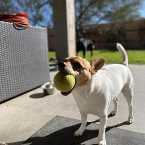Lost Dog Jaxx