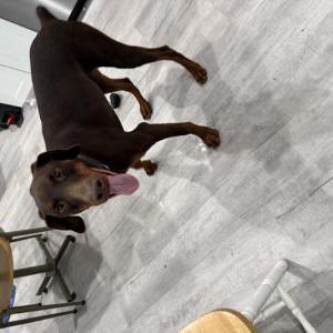 Image of unknown, Found Dog