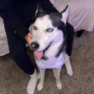 Image of Unknown, Found Dog