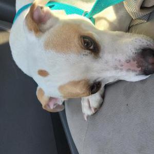 Found Dog Unknown