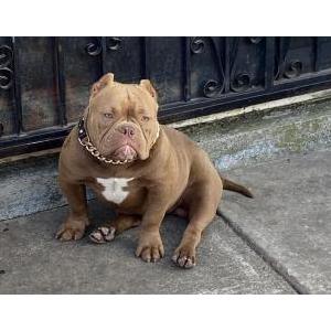 Lost Dog Rolex