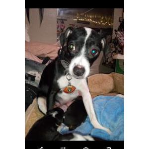 Lost Dog LB