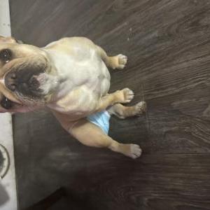 Image of Halo, Lost Dog