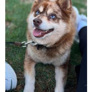 Image of Sultan, Lost Dog