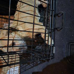 Found Dog Unknown