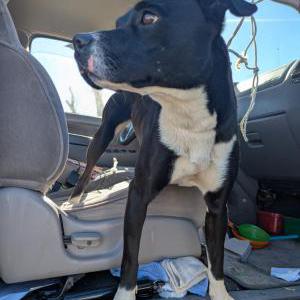 Image of Unknown, Found Dog