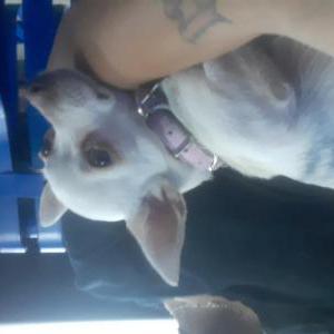 Lost Dog Old lady