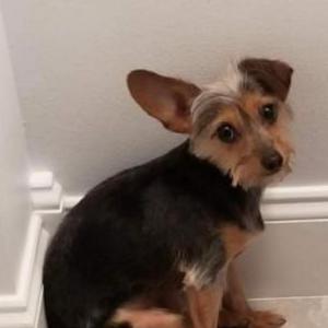 Lost Dog Bella