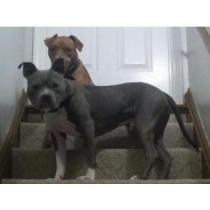 Image of Rocky, Lost Dog