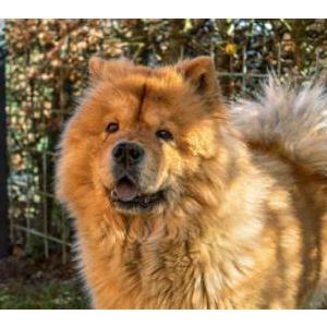 Image of Mimi, Lost Dog