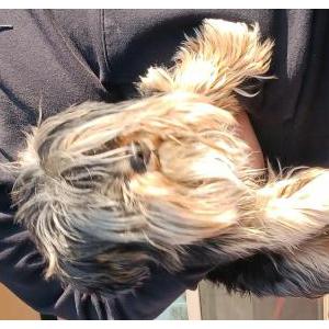 Image of Unknown, Found Dog